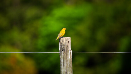 Pássaro da fauna brasileira canário da terra amarelo em uma lasca de cerca
