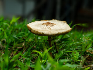 Large brown poisonous mushrooms in the garden, do not eat