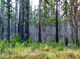 Fire blackened redwood trees stand in a California forest in early autumn.
