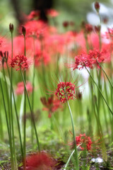 満開の曼殊沙華
