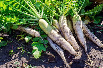 Fresh organic daikon on ground, white radish harvesting