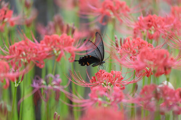 満開の曼殊沙華

