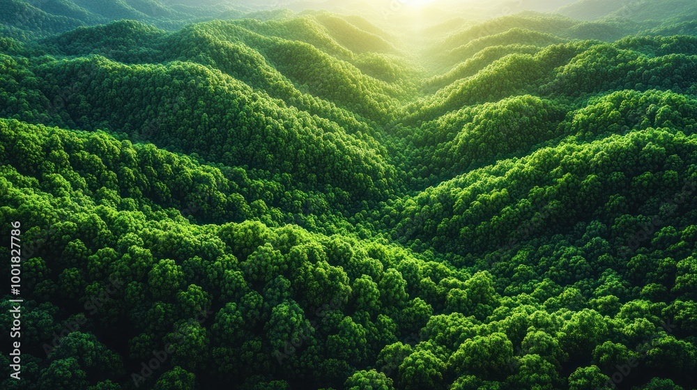 Canvas Prints Aerial view of a lush green forest with rolling hills and sun rays shining through the trees.