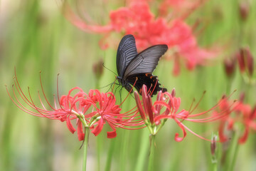 満開の曼殊沙華
