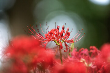 満開の曼殊沙華

