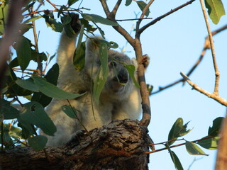 Finding Koala bears on a hike