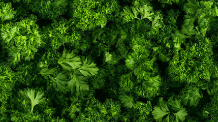 Fototapeta premium a close-up, top-down view, texture background of parsley puree filling the frame with its vibrant green color and smooth consistency