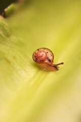 Macro shot of baby snail and the poops on vegetable