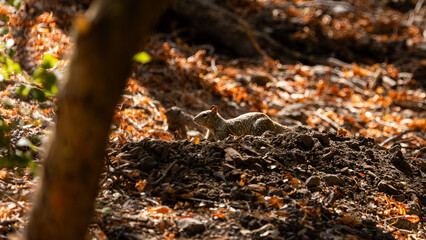 Squirrel in Northern California, Wildlife, Rodents