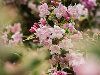 Fototapeta premium Spring blossom