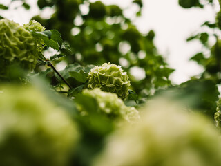 Green flowers in the garden