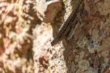 Western Fence Lizard on Rock, California Reptiles, Western Fence Lizard