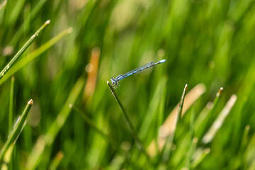 A delicate American Bluet damselfly perches gracefully on a slender reed in the lush wetlands of Northern California.