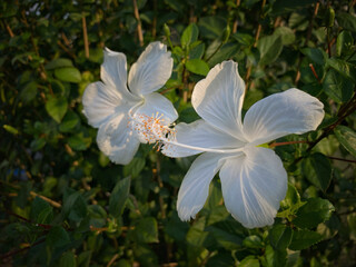 white flower in the garden