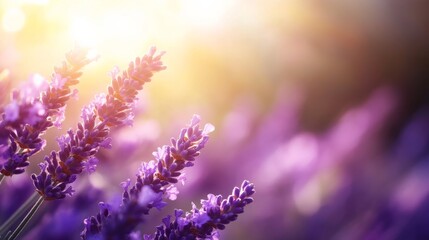 Naklejka premium A cluster of lavender flowers bloom vibrantly on a sunlit bush, their petals softly illuminated while a blurred garden background enhances the scene's serenity