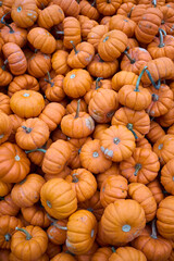 Autumn tiny orchard sugar pumpkins in a crate 