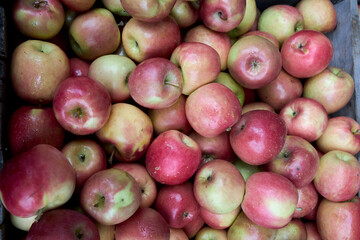 Autumn orchard cortlandt apples in a crate 
