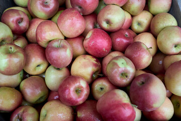 Autumn orchard cortlandt apples in a crate 