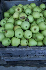 Autumn orchard granny smith apples in a crate 