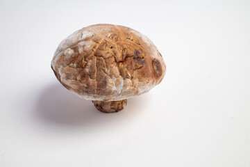 closeup photo of rotten mushroom with mold growth