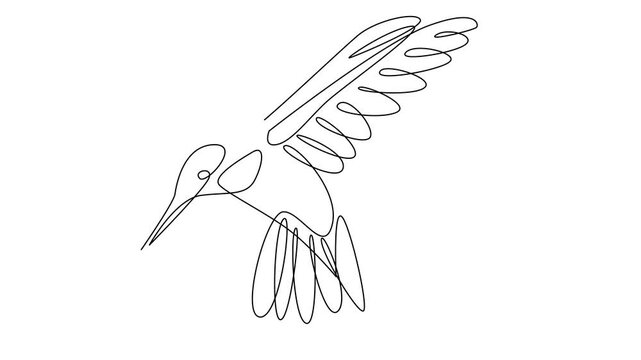 hummingbird continuous line illustration