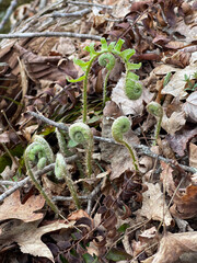 Early spring ferns, still curled tightly, emerge from a bed of fallen leaves. Their delicate green spirals hint at new growth, adding a touch of life to the forest floor in Shenandoah National Park.