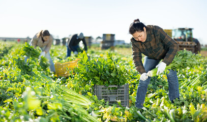 Woman engaged in cultivation of organic vegetables, arranging crop of ripe celery in boxes on...