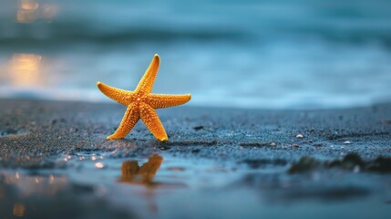 Vibrant Starfish on a Sandy Shoreline at Sunset