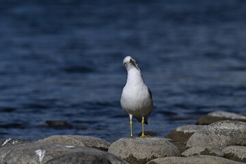 seagull on the rocks