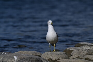 Fototapeta premium seagull on the rocks
