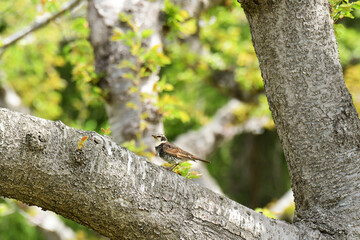 太い枝に止まるツグミ