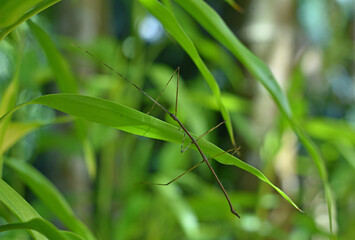 Stick insect / bug - Phasmatodea on a green leaf rare capture 