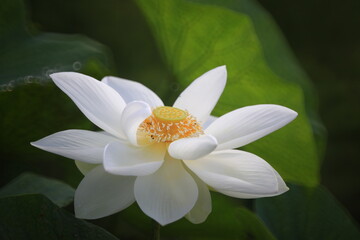 Nelumbo Nucifera, also known as sacred lotus, Indian lotus or simply lotus. Lotus plants are adapted to grow in the flood plains of slow-moving rivers and delta areas.
