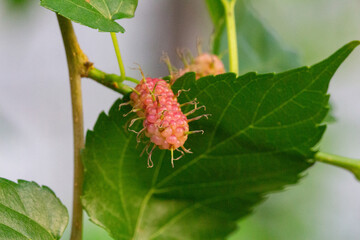 Amora. Amoreira. Fruta.