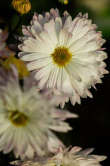 Pink Chrysanthemums in the autumn garden .Background of many small pink flowers of Chrysanthemum. Beautiful autumn flower