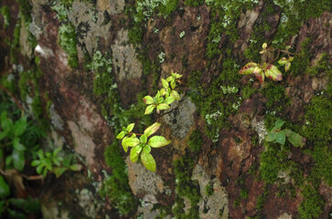 雨上がりの御岩山。辺り一面、霧が立ち込めてより一層神秘的。天を突くような杉の巨木は、枝葉を伸ばして、あたかも私を包み込むように覆いかぶさってきた。近くにあった古い木製のベンチに腰をおろして、深々と深呼吸をした。森の奥からさえずりが聞こえる。深閑とした世界が広がっている。御岩山は、日本最古の書物「常陸風土記」にその名が書き記されている霊山。今、私は聖地の中に居る。