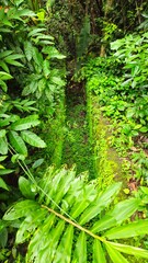 Combat trench of war with many mosses covered in the tropical forest at Tay Ninh, Vietnam.