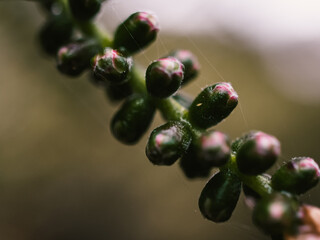 Callistemon flower bud
