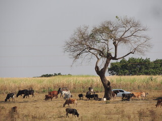 Herd of wildebeest 