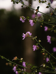 Spring flowers in the garden