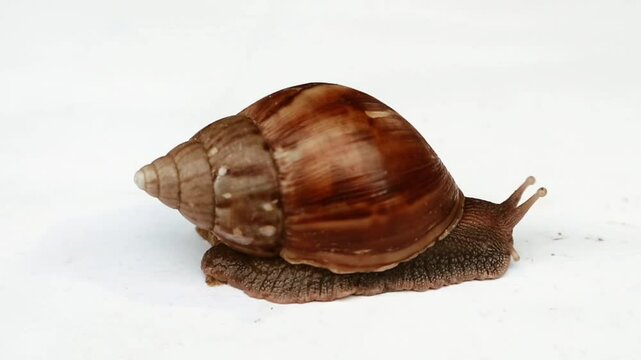 A walking snail moves its antennae. The snail is scientifically Lissachatina fulica which comes from Africa