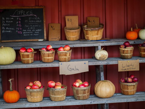 still life with pumpkins and apples