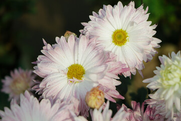 Pink chrysanthemum flower in garden