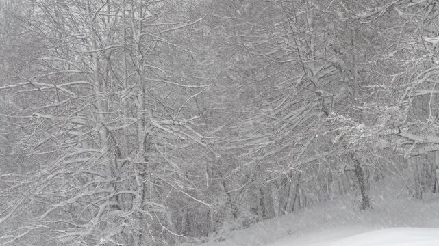 Bare deciduous tree forest endures an intense snowstorm on a freezing winter day in January. Raging blizzard engulfs the bare woodlands on a cold December day in the remote Slovenian countryside.