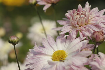 Pink chrysanthemum flowers autumn floral bouquet concept