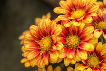 Full frame of yellow orange chrysanthemum flower in garden