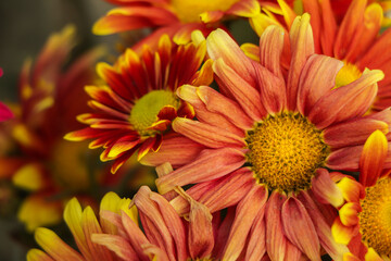Closeup of chrysanthemum and the color is yellow orange