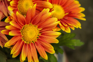 yellow orange chrysanthemum flower with copy space in garden
