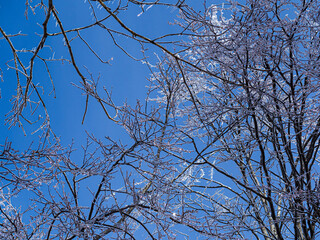 雨が凍った冬の木の枝