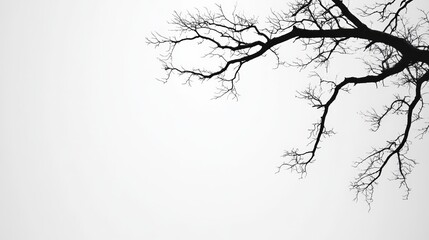 Fototapeta premium Barren tree branch against grey sky, minimalism